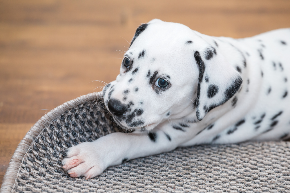 How to deal with puppy bitting while teething