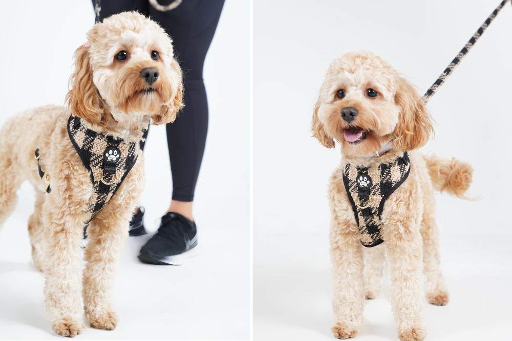 Benefits of Dog Harnesses