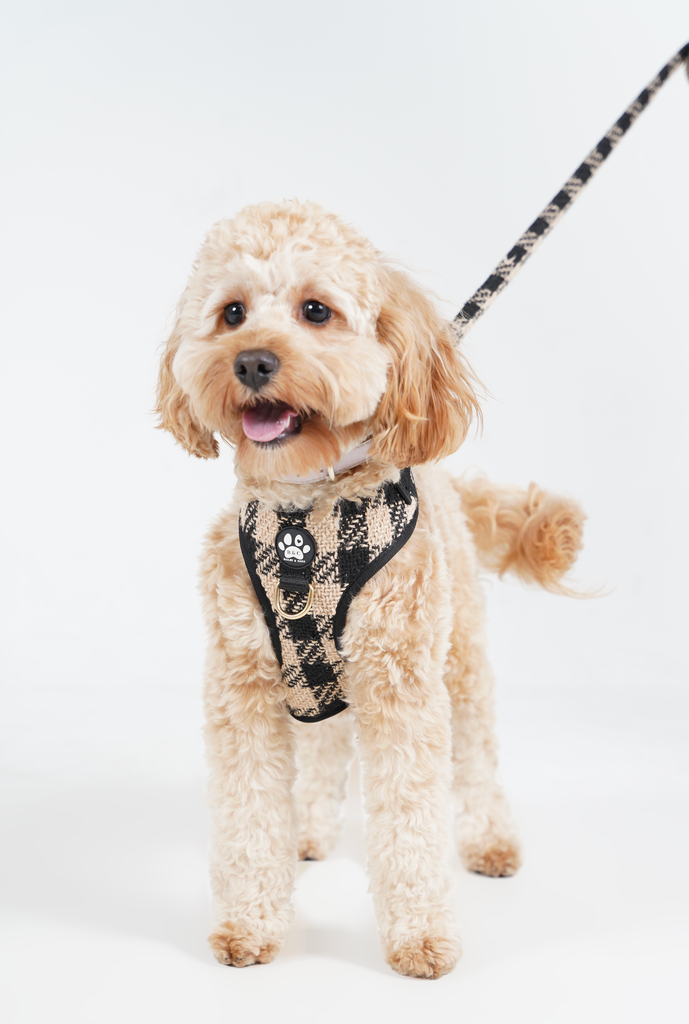 bc paws tweed harness